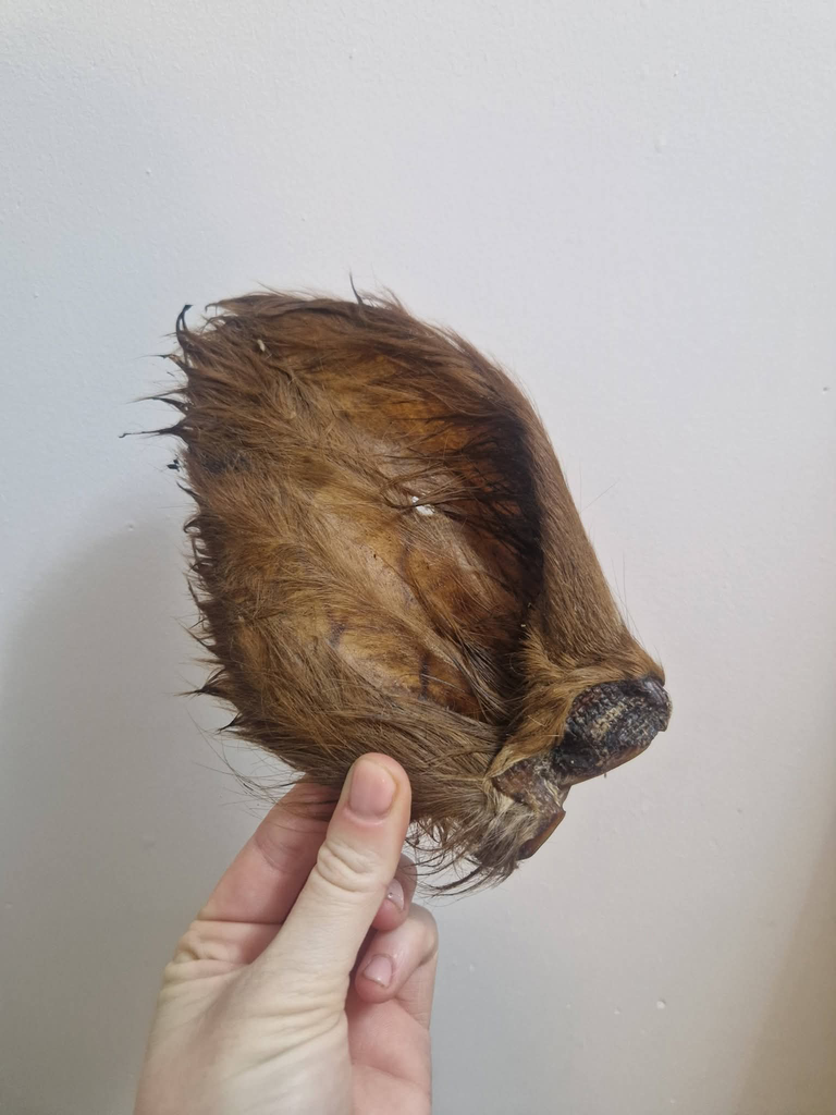 Hairy Cow Ear