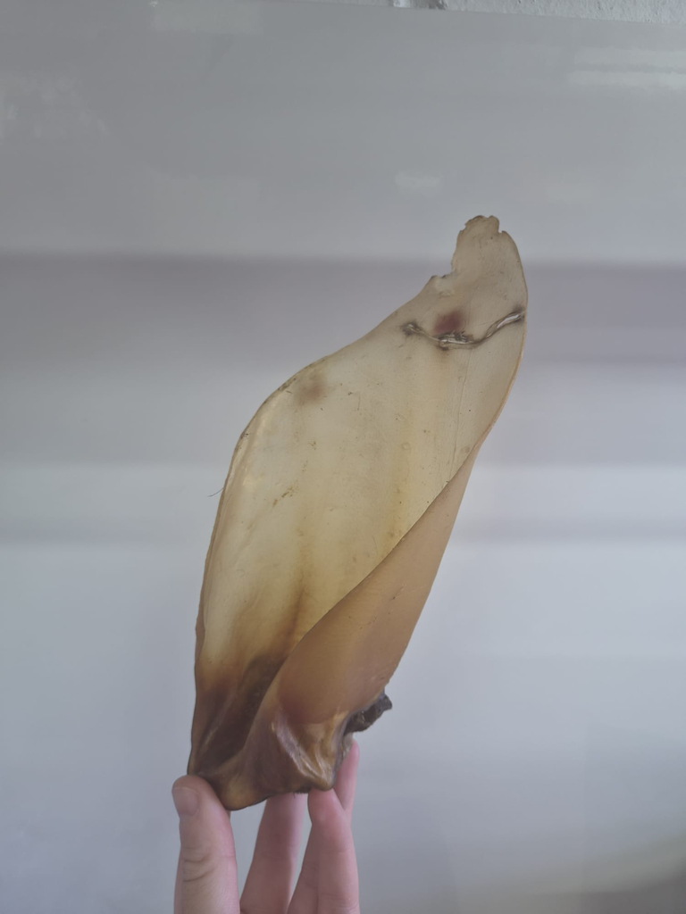 Buffalo Ear