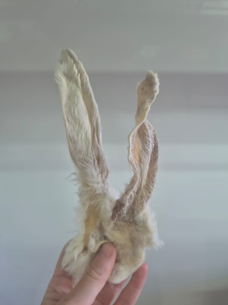Rabbit Ears